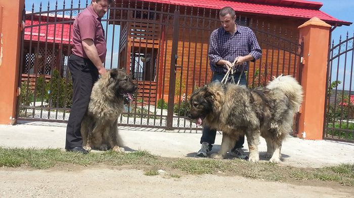 IMG_19279134321522 - De vanzare pui Caucazian cu pedigree din MIRKA SI URAL Transylvania Giant Campion Romania