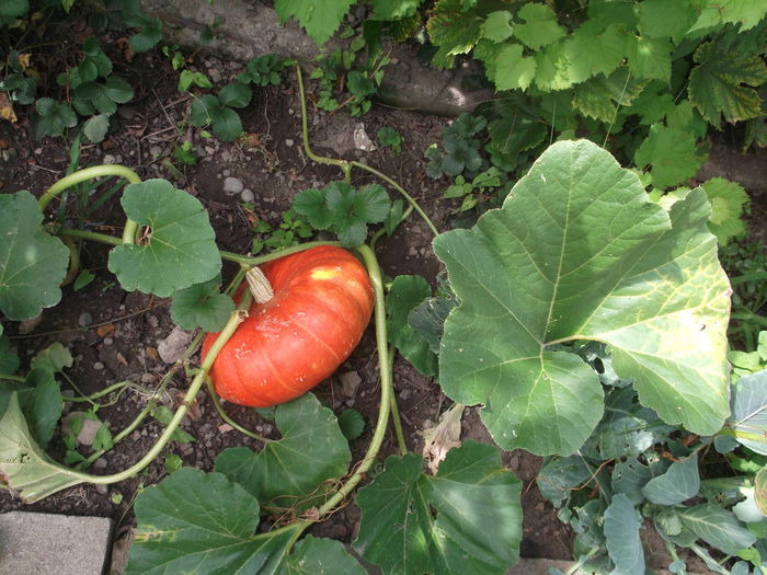 GHICI CIUPERCA CE-I BOSTANUL ? - FERMA LUI EMIL