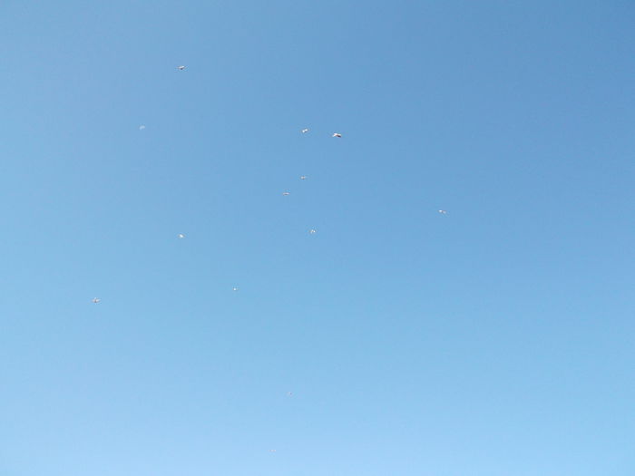 Picture 3824 - PORUMBEI GAT-GOLAS