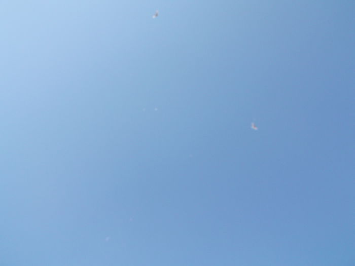 Picture 3826 - PORUMBEI GAT-GOLAS