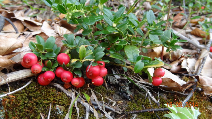 DSC01295 - Vand Dulceata de merisoare