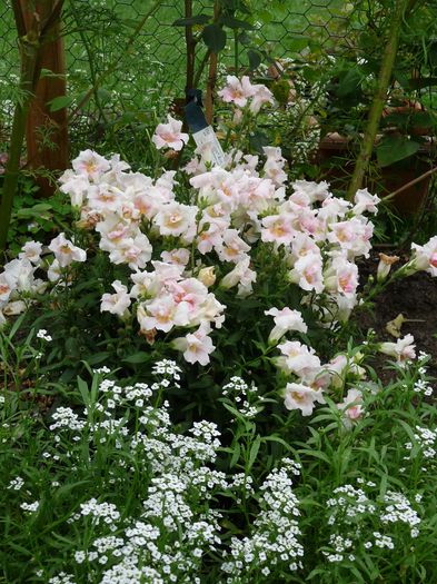 Twinny_Appleblossom - Gura leului - Antirrhinum majus