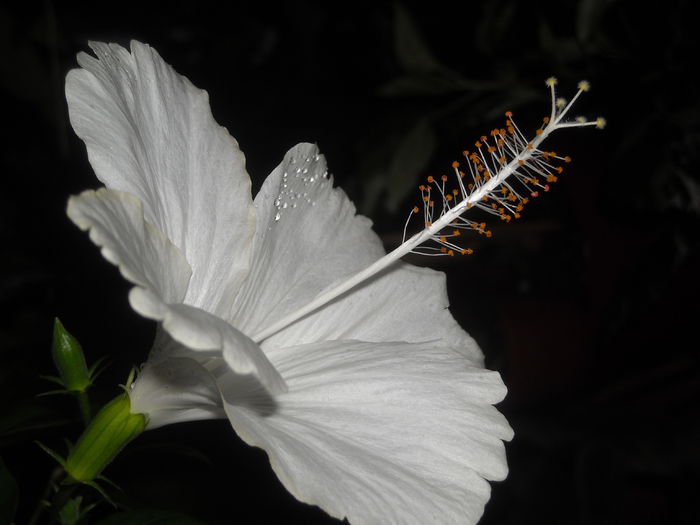  - 0 Zambetul florilor