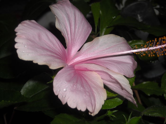  - 0 Zambetul florilor