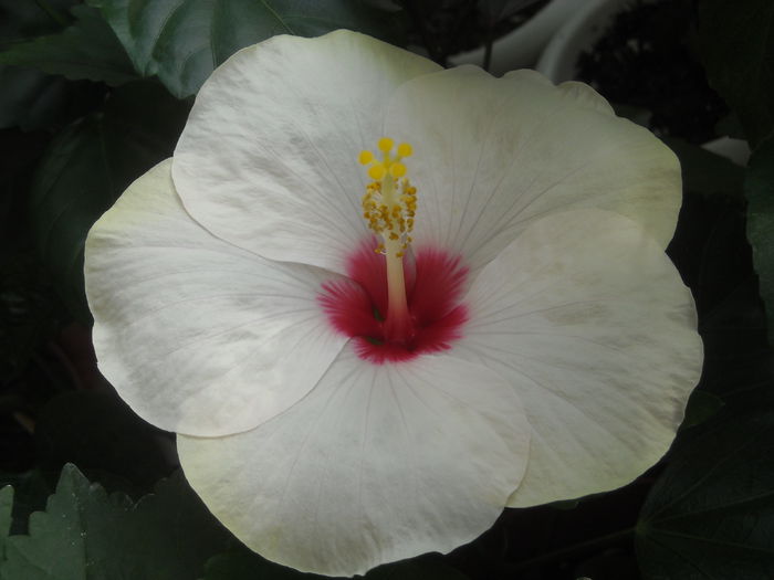 Adonicus pearl - 0 Zambetul florilor