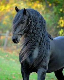 images - Cei mai frumosi cai din lume