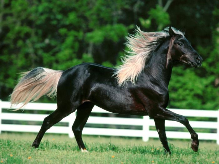 Caballo-blanco-y-negro-1024x768 - Cei mai frumosi cai din lume