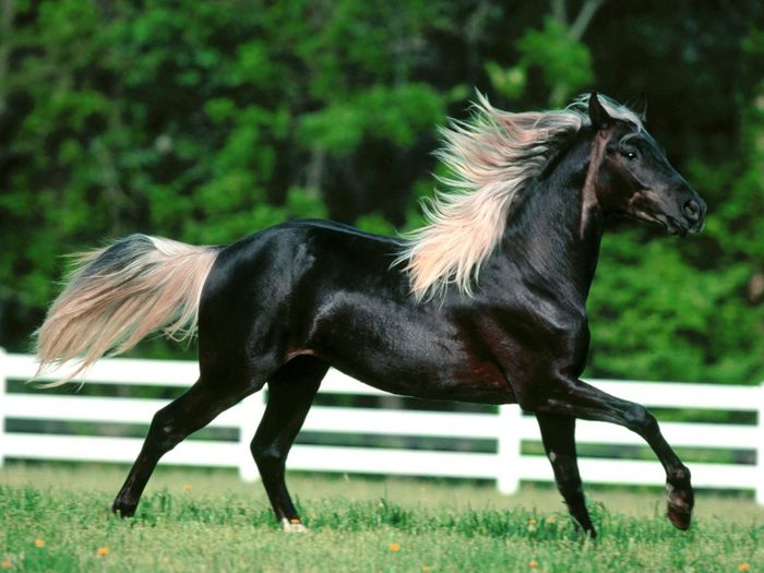 Caballo-blanco-y-negro-1024x768