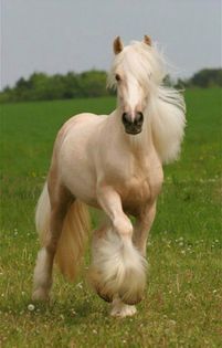 1152_13535007825-tpfil02aw-1496 - Cei mai frumosi cai din lume