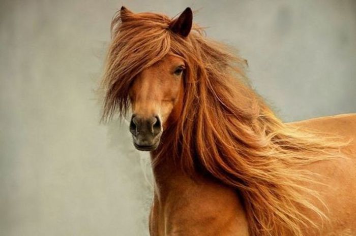 07-horses-with-better-hair - Cei mai frumosi cai din lume