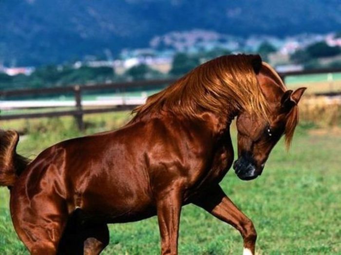 20-horses-with-better-hair - Cei mai frumosi cai din lume