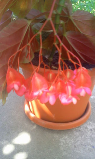 Fotografie1474 - Begonia lucernae