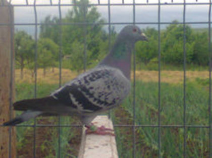 SK -2011-F - PORUMBEI CARE IAM VANDUT