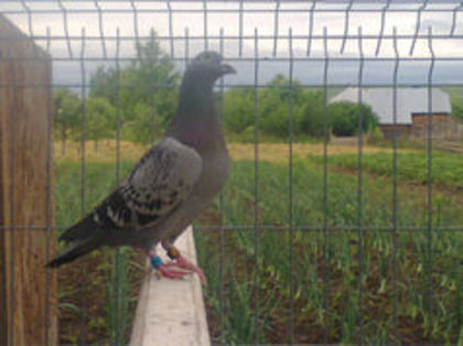 F 2013 PL - PORUMBEI CARE IAM VANDUT