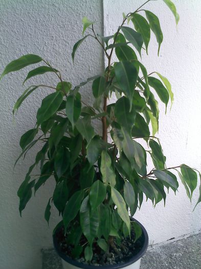 Pic_0818_261