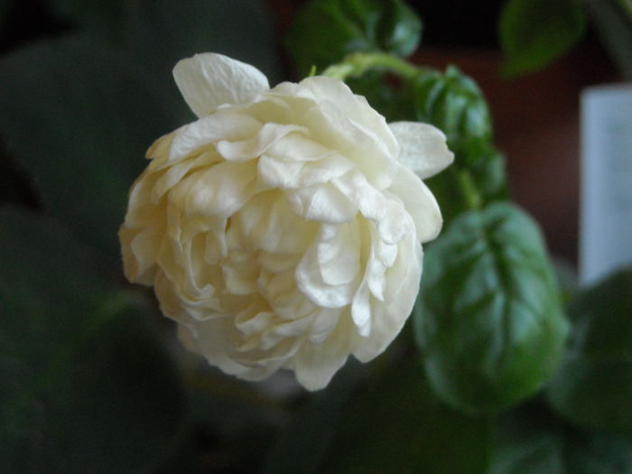 Grand duk - Mii de multumiri ! - 0 Zambetul florilor