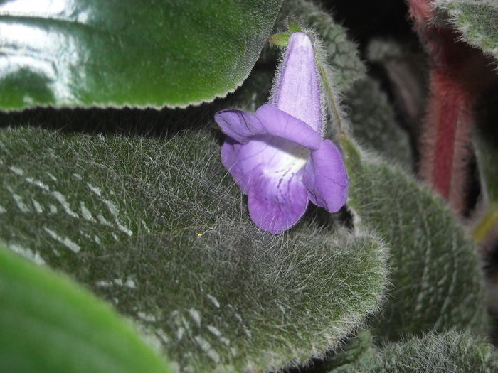 Eucodonia - 0 Zambetul florilor