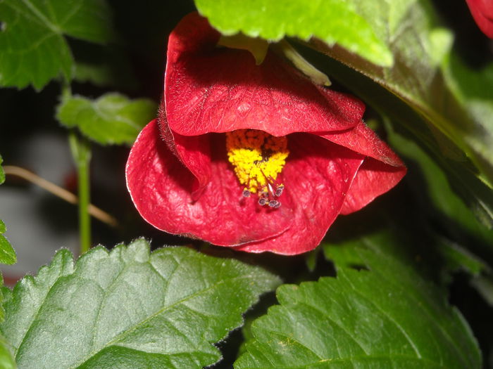  - 0 Zambetul florilor