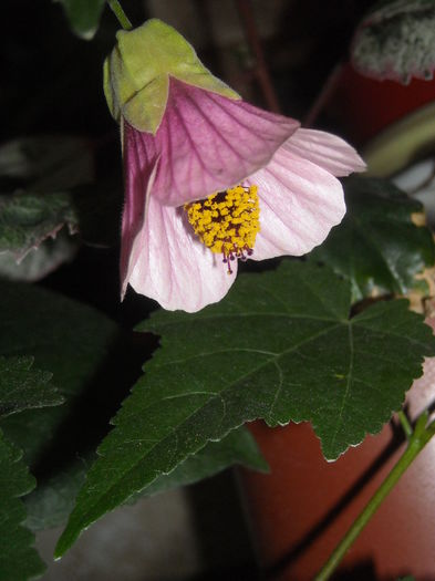 Abutilon huntington pink - 0 Zambetul florilor