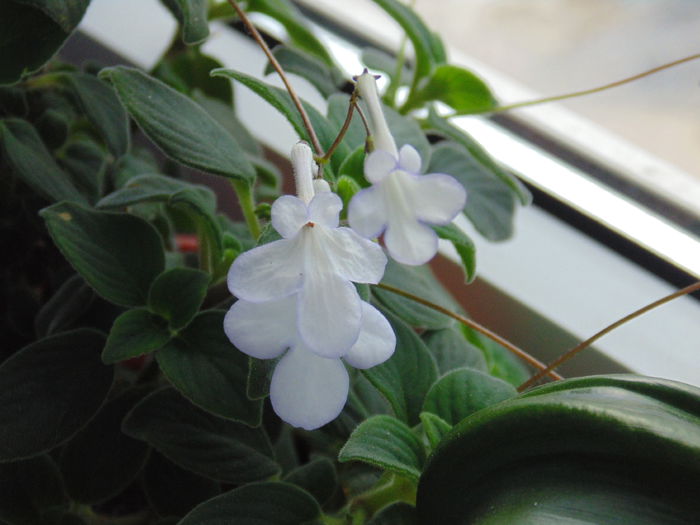 DSC05334 - Streptocarpella 2013 - 2014