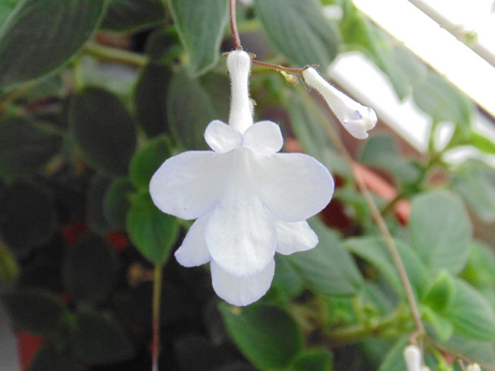 DSC05336 - Streptocarpella 2013 - 2014