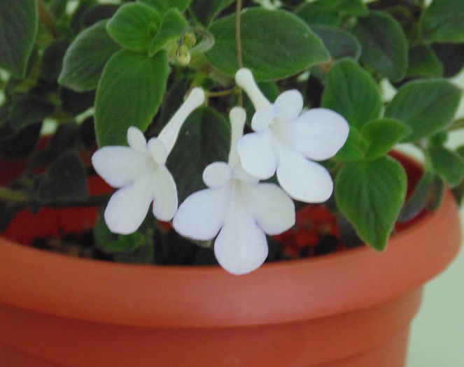 DSC05425 - Streptocarpella 2013 - 2014