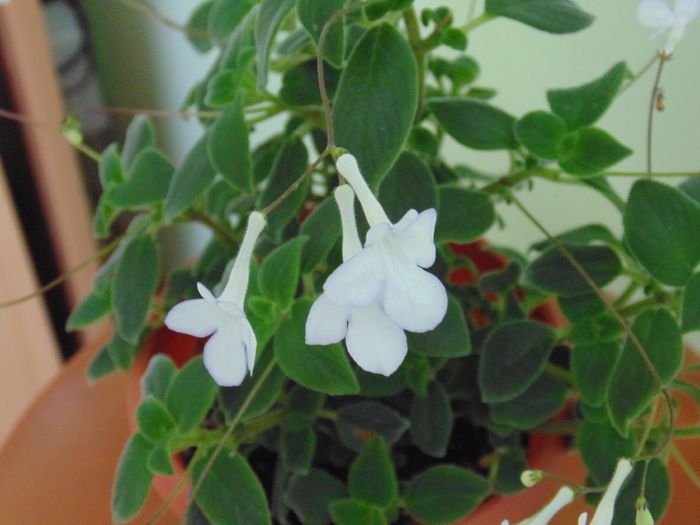 DSC05429 - Streptocarpella 2013 - 2014