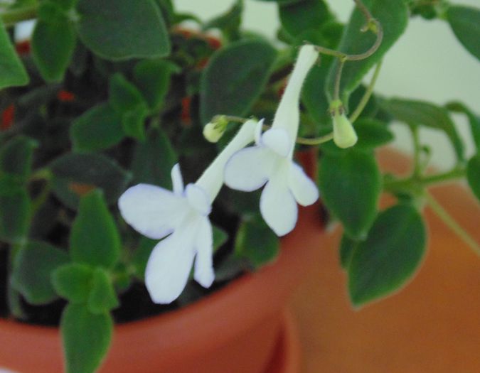 DSC05430 - Streptocarpella 2013 - 2014