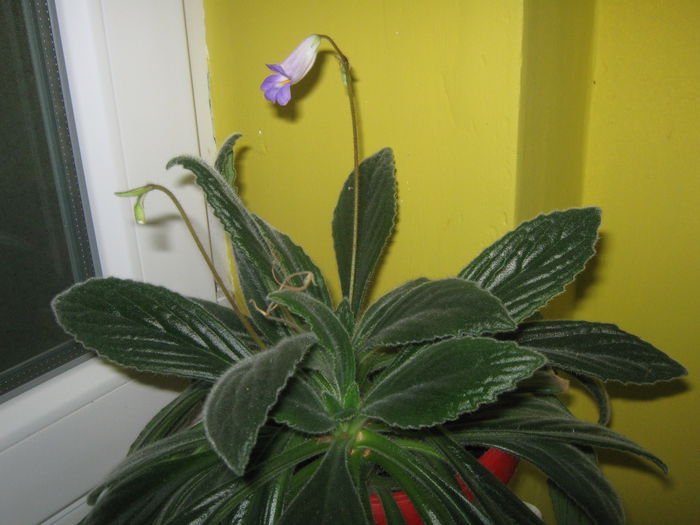 Picture My plants 761 - Florile in luna august 2014