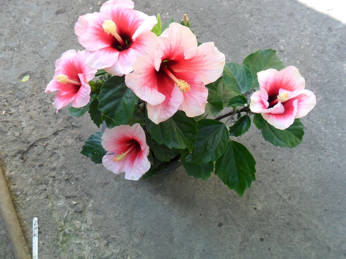 5 flori - hibiscusi 2014-2
