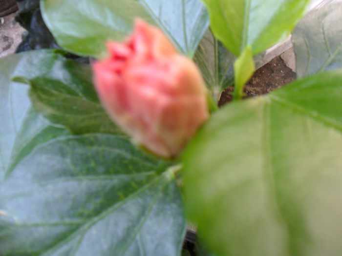 pink vista - hibiscusi 2014-2