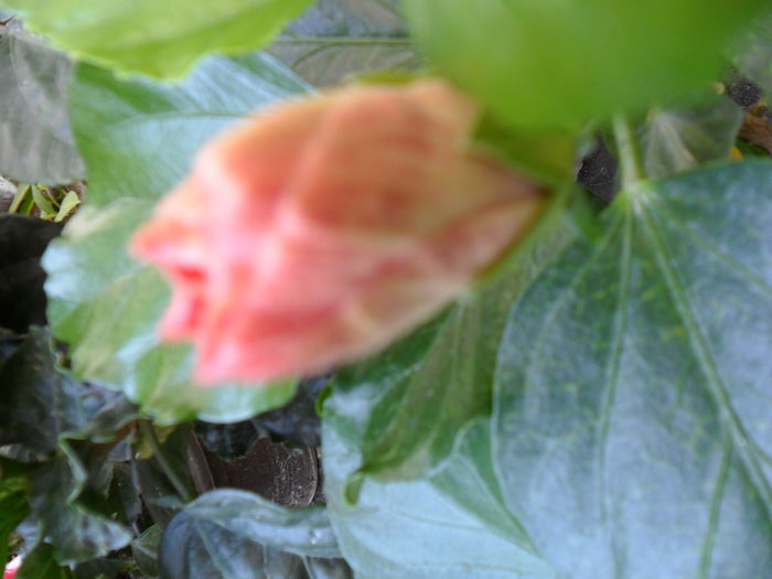 Picture 146 - hibiscusi 2014-2