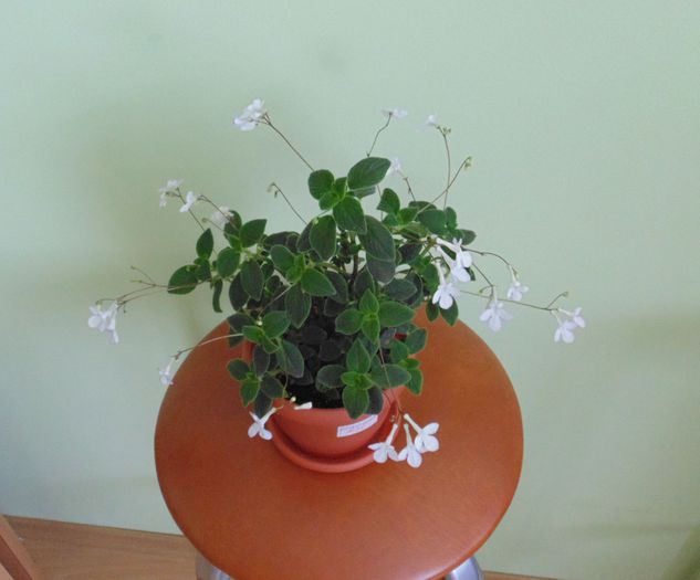 DSC05432 - Streptocarpella 2013 - 2014