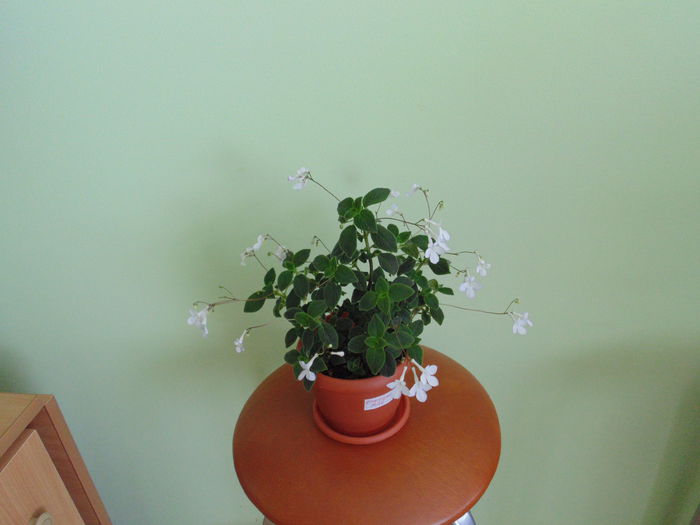 DSC05433 - Streptocarpella 2013 - 2014