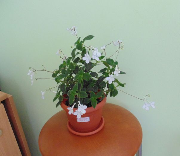 DSC05434 - Streptocarpella 2013 - 2014