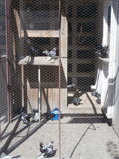 P8180022 - G- Roller de Cluj Vanduti