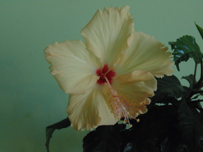 DSC06168 - hibiscusi 2014