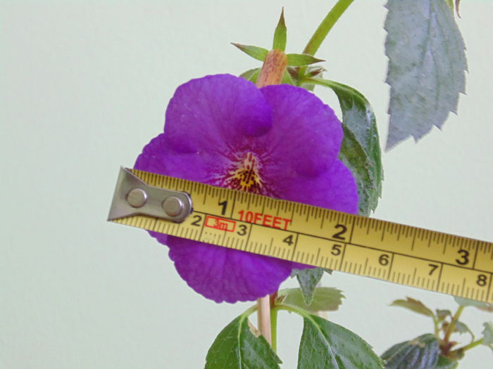 floare 5 cm