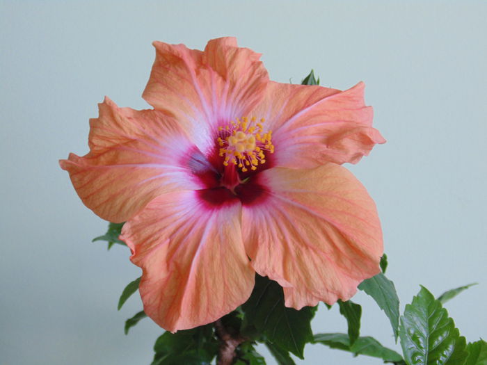 DSC06324 - hibiscusi 2014