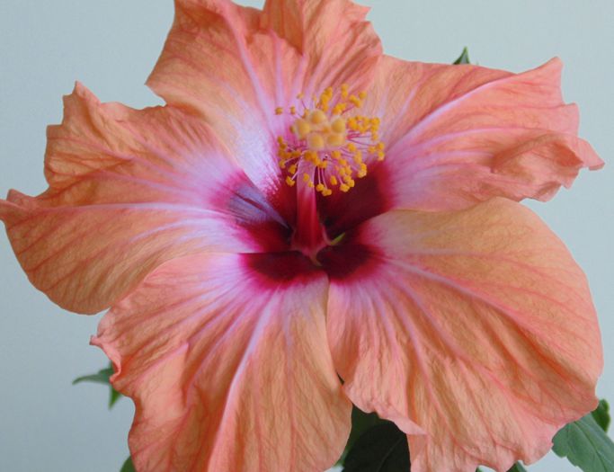 DSC06325 - hibiscusi 2014