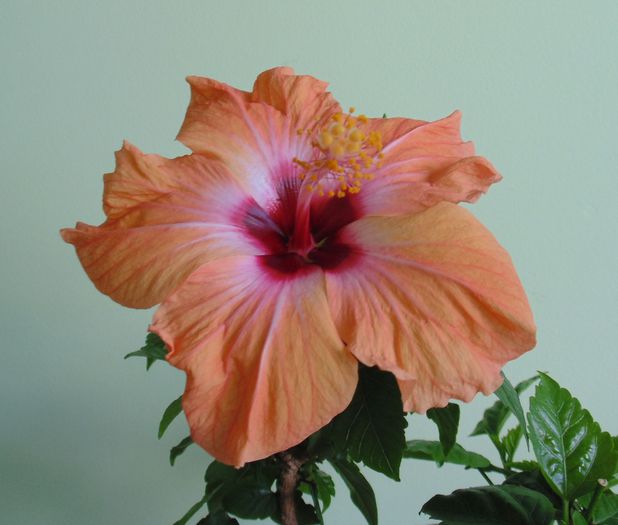 DSC06329 - hibiscusi 2014