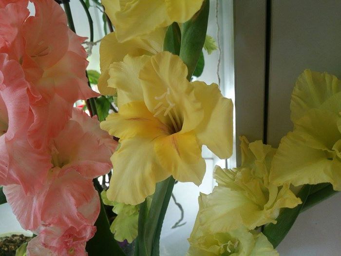 10614047_754574851251289_1582434908_n