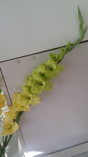 10615739_754574854584622_892490185_n