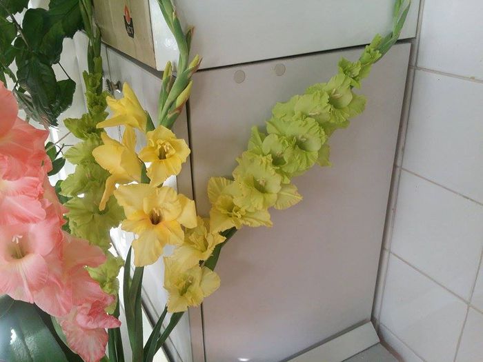 10620987_754574847917956_1587846650_n