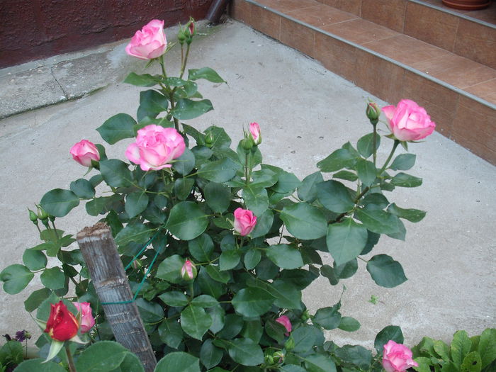 DSCF0295 - Bordure Rose