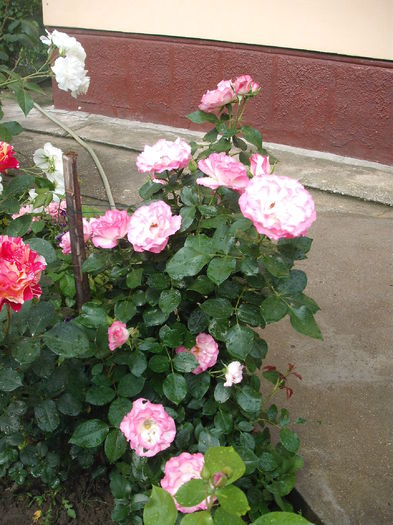 DSCF0413 - Bordure Rose