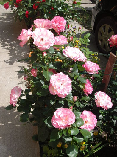 DSCF0640 - Bordure Rose