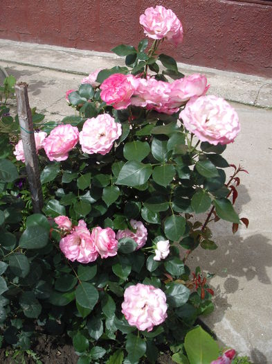 DSCF0803 - Bordure Rose