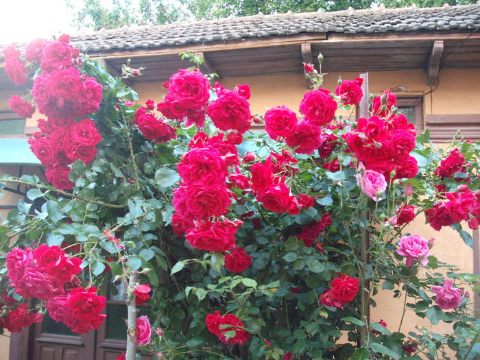 DSCF0913
