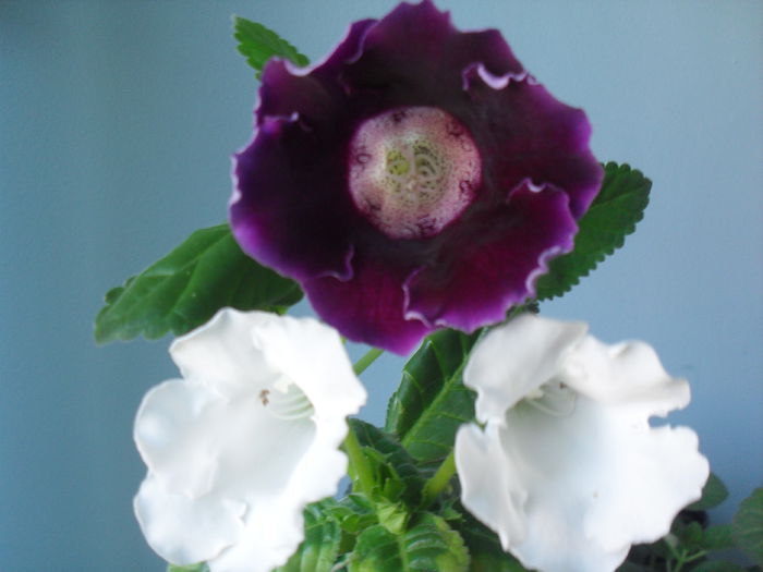 SDC12189 - GLOXINIA 2013-2014